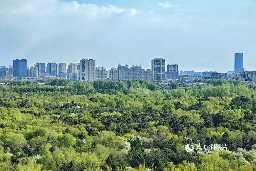 探秘新都花园，城市中的自然绿洲